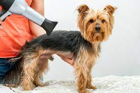 Blow Dryer for Dogs: Drying Solutions for Your Furry Friend post thumbnail image