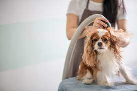Do Dog Blow Dryers Really Speed Up Proper grooming Time? post thumbnail image